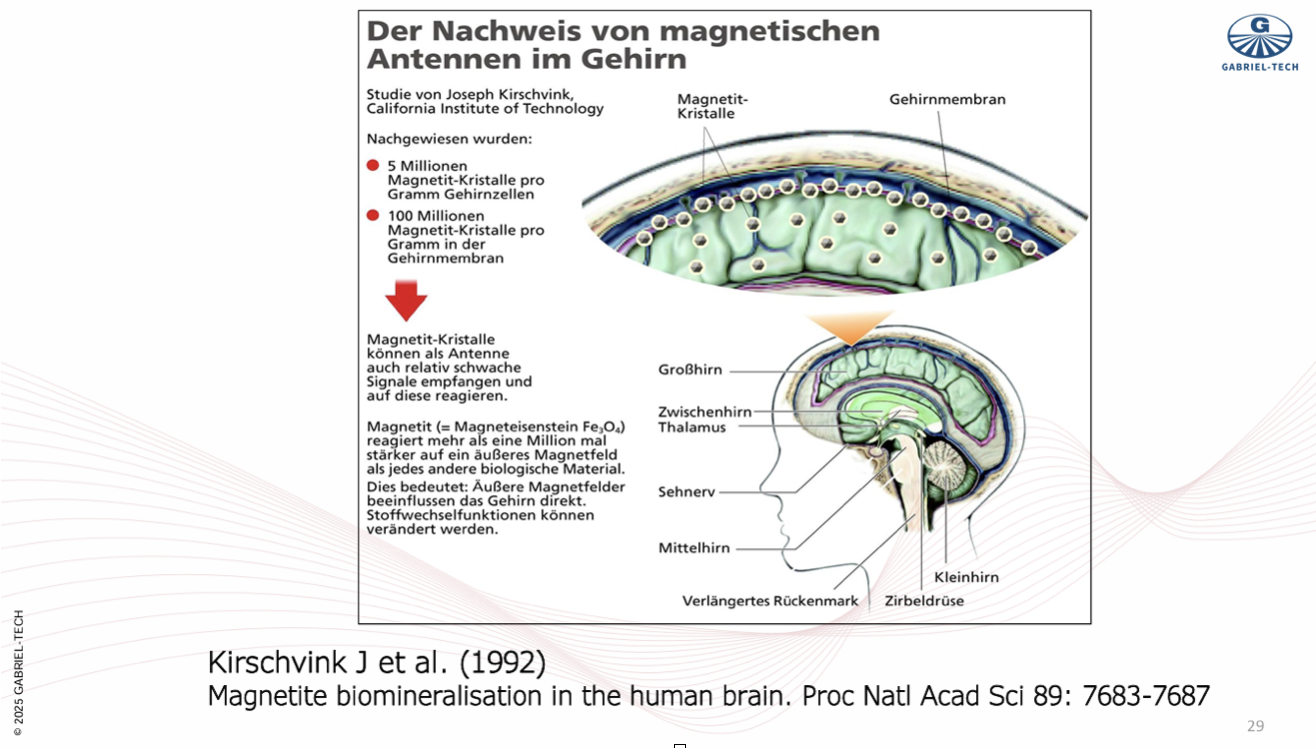 Der Nachweis von magnetischen Antennen im Gehirn